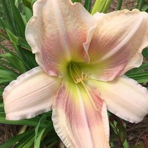 Meet your Posher, Patricia